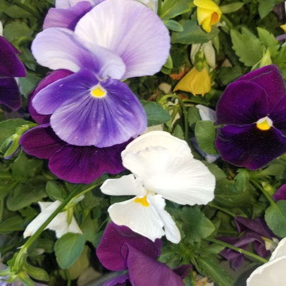 Meet your Posher, Karen - Picture 1 of 1